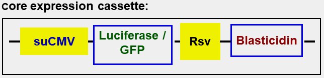 Photomodulation Of Firefly Luciferase Expression In Hek293 Cells With