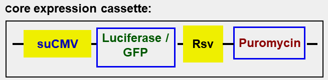 Luciferase & GFP / HEK293 stable cells