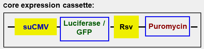 Luc and GFP co-expression map scheme