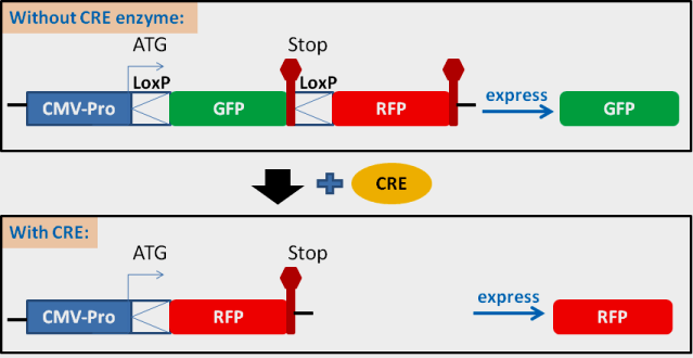 LoxP-GFP/RFP color switch lentivector