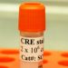 CRE Expression / HEK293 Cell Line (Bsd)