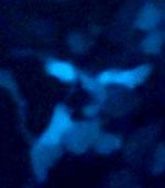 CFP (CMV, Bsd) lentiviral particles  in PBS - Image 2
