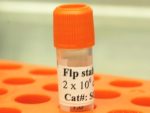 Flp recombinase Expression HEK293 stable cell