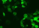 GFP (EF1a, Bsd) lentiviral particles in PBS - Image 2