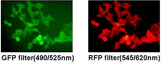 GFP and RFP dual report image in HEk293 cell line