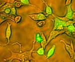 GFP (CMV, Bsd) lentiviral particles in PBS - Image 2