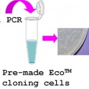 PCR克隆系统