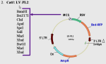 Promoterless MCS lentivector (Bsd-RFP)