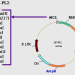 Promoterless MCS lentivector (Bsd-RFP)