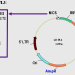 Promoterless MCS lentivector (GFP-Bsd)