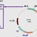 Promoterless MCS lentivector (Puro-RFP)
