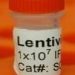 Hsp70-Luciferase / GFP (RFP-Bsd)  lentivirus