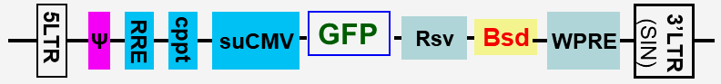 GFP expression lentivector map scheme