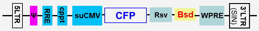 CFP fluorescent expression lentivector map