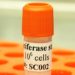 Luciferase (firefly), HEK293 stable cells, (RFP / Blasticidin)