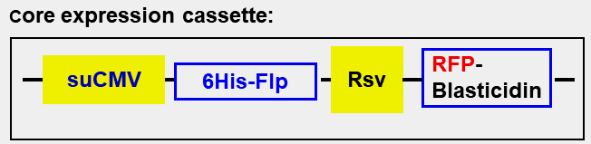 Flp expression cassette