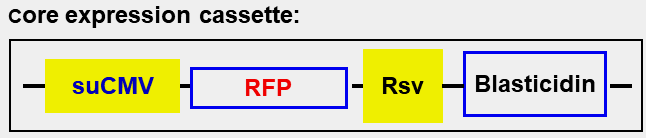 HEK293 RFP cell line expression cassette scheme