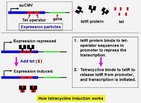 Tet-inducible-mech