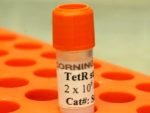 CT26 / TetR (Bsd) stable cells