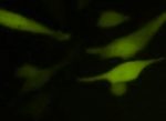 YFP (CMV-Neo), Concentrated Lentivirus - Image 2
