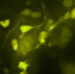 YFP (CMV, Bsd) lentiviral particles in PBS - Image 2