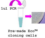 pEco™-T7-cHis PCR Cloning kit - Image 2