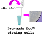 pEco™-T7-cHis PCR Cloning kit