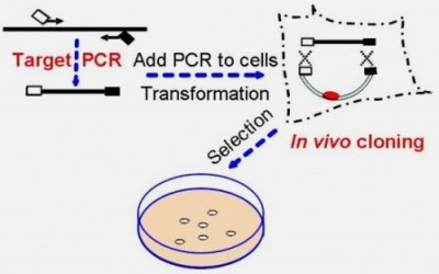 How-Eco-PCR-Cloning-Kit-works