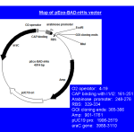 pEco™-BAD-nHis PCR cloning kit - Image 4