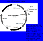 pEco™-CMV-cHis-(Neo) PCR Cloning kit - Image 4