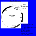 pEco™-T7-cHis PCR Cloning kit - Image 4