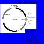 pEco™-T7-nGST PCR Cloning kit - Image 4