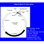 pEco™-T7-nHis PCR cloning kit - Image 4