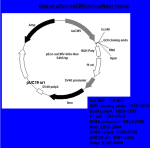 pEco™-suCMV-nHis-(Neo) PCR Cloning Kit - Image 4