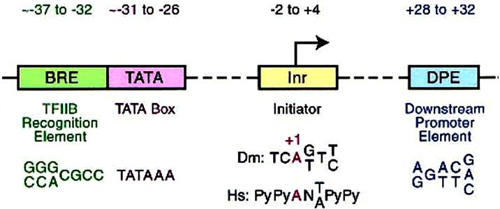 core-promoter-scheme