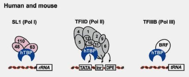 enhanced CMV promoter