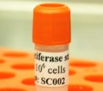 Luciferase (firefly) Expression Hela cells (Bsd)