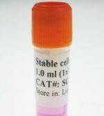 HEK293-CFP stable cells
