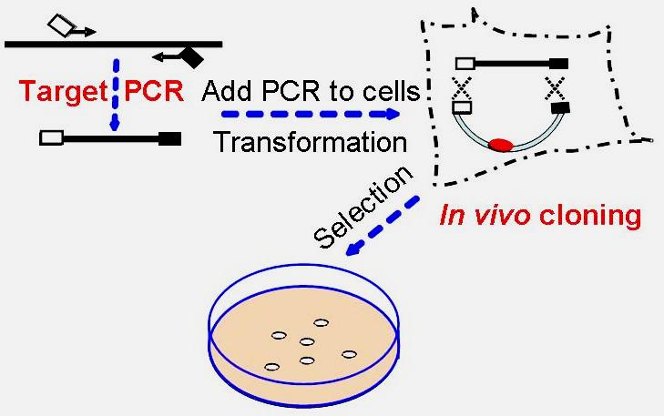 eco cloning scheme