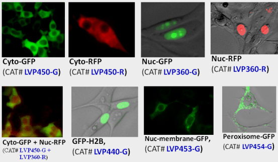 Sub-cellular fluorescent Images