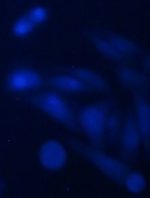 BFP (EF1a, Bsd) lentiviral particles in PBS - Image 2