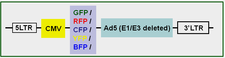 Fluorescent Adenovirus vector maps