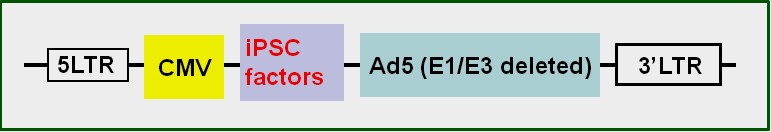 ipsc adenovirus map