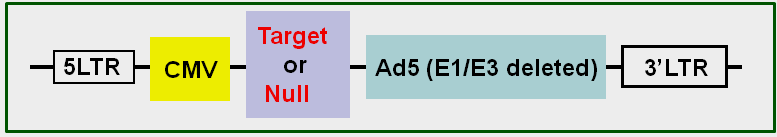 adenovirus-target-map