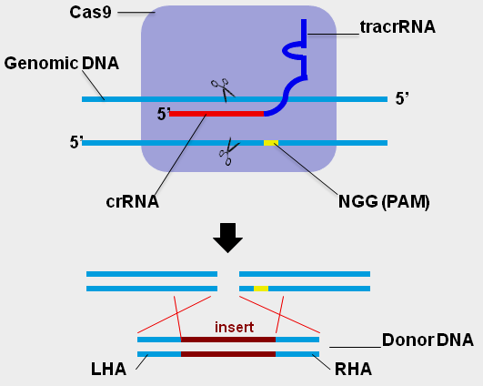 CRISPR-scheme1