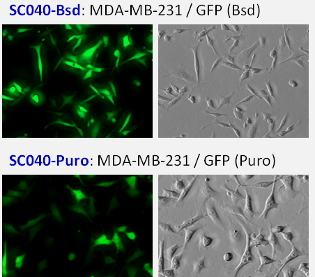 GFP image in MDA-MB-231 cell line