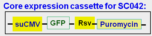 SH-SY5Y cell express GFP reporter vector map