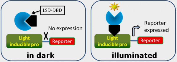 light-inducbile lentivector map