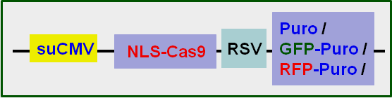 CRISPR ready cell line map