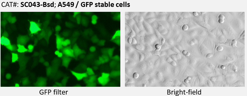 GFP expression in A549 cells